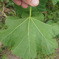 Malva nicaeensis