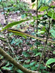 Oxybelis microphthalmus