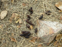 Hystrix africaeaustralis