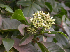 Psychotria mahonii
