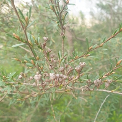 Kunzea leptospermoides