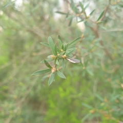 Kunzea leptospermoides