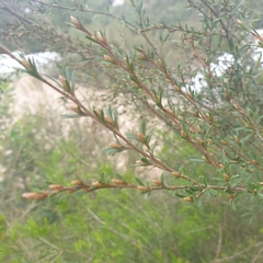 Kunzea leptospermoides