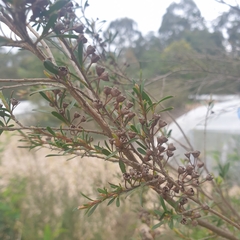 Kunzea leptospermoides