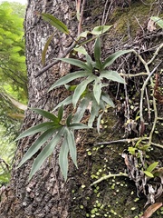 Pyrrosia polydactylos