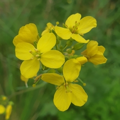 Diplotaxis tenuifolia