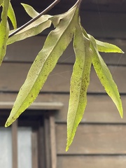 Pyrrosia polydactylos