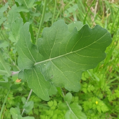 Diplotaxis tenuifolia