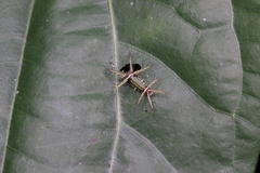 Limacodidae