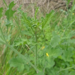 Diplotaxis tenuifolia