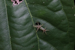 Limacodidae