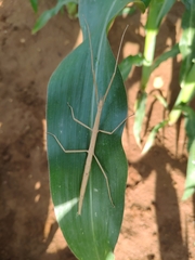 Clonopsis gallica