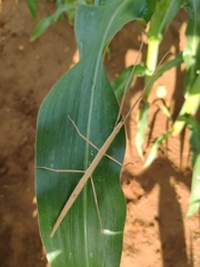 Clonopsis gallica