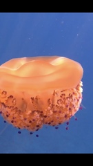 Cotylorhiza tuberculata