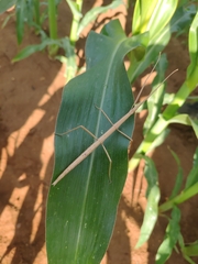 Clonopsis gallica