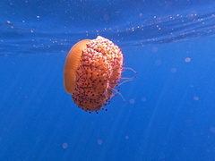 Cotylorhiza tuberculata