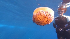 Cotylorhiza tuberculata