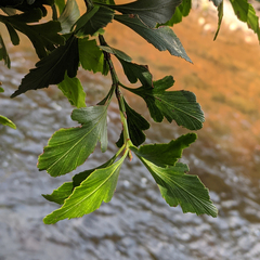 Phyllocladus aspleniifolius