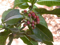 Psychotria mahonii