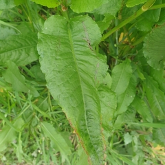 Rumex conglomeratus