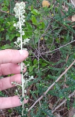 Ozothamnus obcordatus