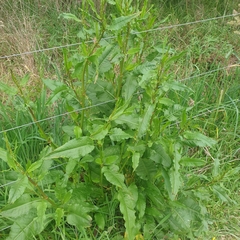 Rumex conglomeratus