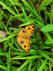 Junonia almana
