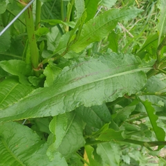 Rumex conglomeratus