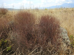 Rumex induratus