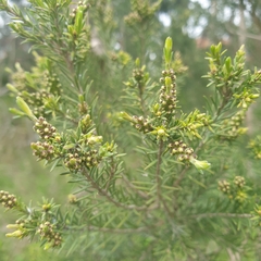 Melaleuca ericifolia