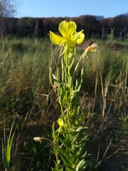 Oenothera stucchii