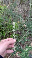 Ozothamnus obcordatus