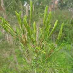 Melaleuca ericifolia