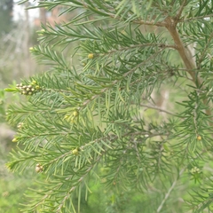 Melaleuca ericifolia