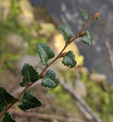 Nothofagus cunninghamii