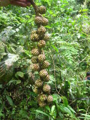 Sciodaphyllum pentandrum