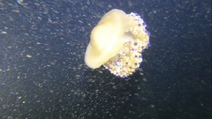 Cotylorhiza tuberculata