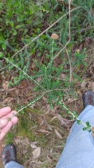 Ozothamnus obcordatus