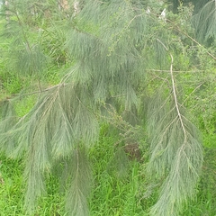 Casuarinaceae