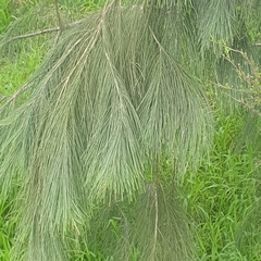 Casuarinaceae
