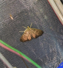 Spilomelinae