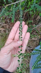 Ozothamnus obcordatus