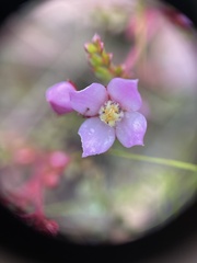 Boronia microphylla