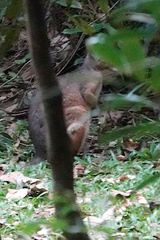 Thylogale stigmatica