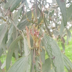 Amyema quandang