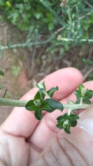 Ozothamnus obcordatus