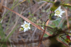 Gentiana douglasiana