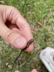 Takydromus tachydromoides