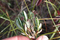 Kalmia microphylla