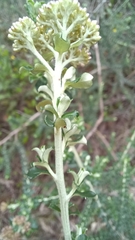 Ozothamnus obcordatus